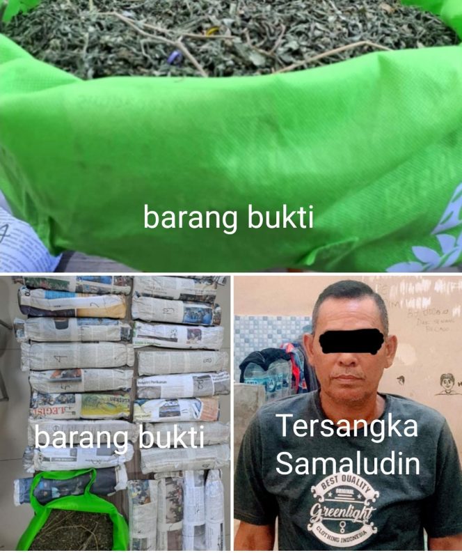 
 Mantan Kepala Desa Di Kabupaten Empat Lawang Beserta Anak Kandung Nya Menjadi Pengedar Ganja
