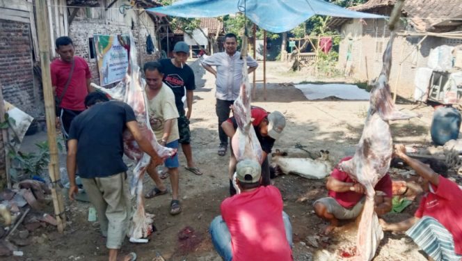 
 Mantab..! Yayasan Futuhatul Qur’aniyah Al Awaliyah Semarang Sembelih 5 Ekor Kambing