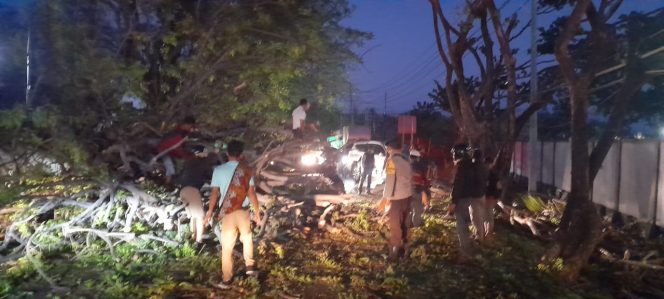 
 Respon Cepat, Polsek Labuhan Badas Lakukan Evakuasi Pohon Tumbang