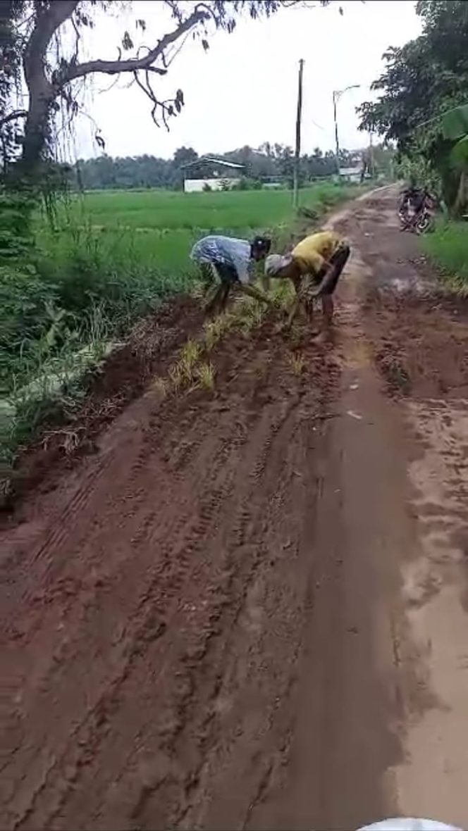 
 Ini Sebab Jalan Sukodani Desa Ngabar Di Jadikan Lahan Bercocok Tanam Oleh Warga