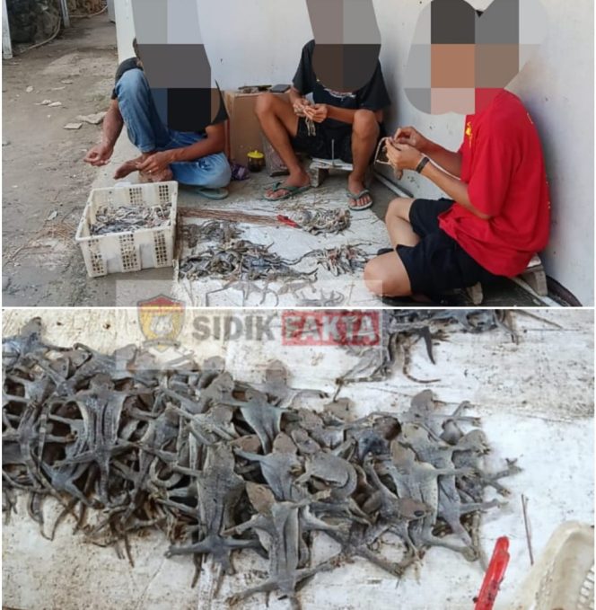 
 Bau Menyengat Ganggu Warga, Bisnis Pengeringan Tokek Diduga Ilegal, Terkesan Ada Pembiaran dari Pemerintahan Setempat