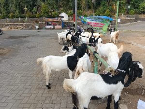 Program Ketahan Pangan