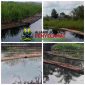 Hutan Suaka Margasatwa Kerumutan
