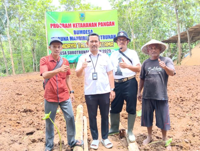 
 Bumdes Taruna Mandiri Desa Surotrunan Kecamatan Alian Louncing Penanaman Talas Jenis Unggul Untuk Program Ketahanan Pangan